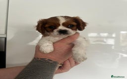 Cavalier King Charles Spaniel dogs for sale: 5 beautiful cavalier King Charles spaniel puppies - Image 25