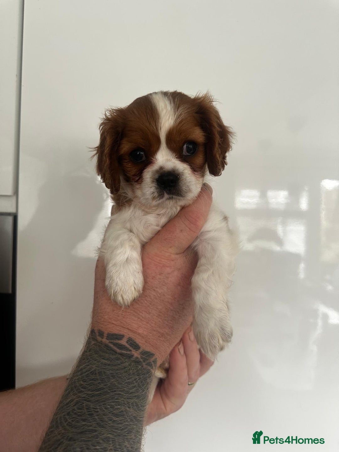 Cavalier King Charles Spaniel dogs for sale: 5 beautiful cavalier King Charles spaniel puppies - Image 25