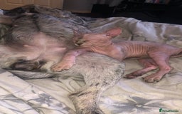 Sphynx cats for sale: 6 month old sphynx girl  - Image 1