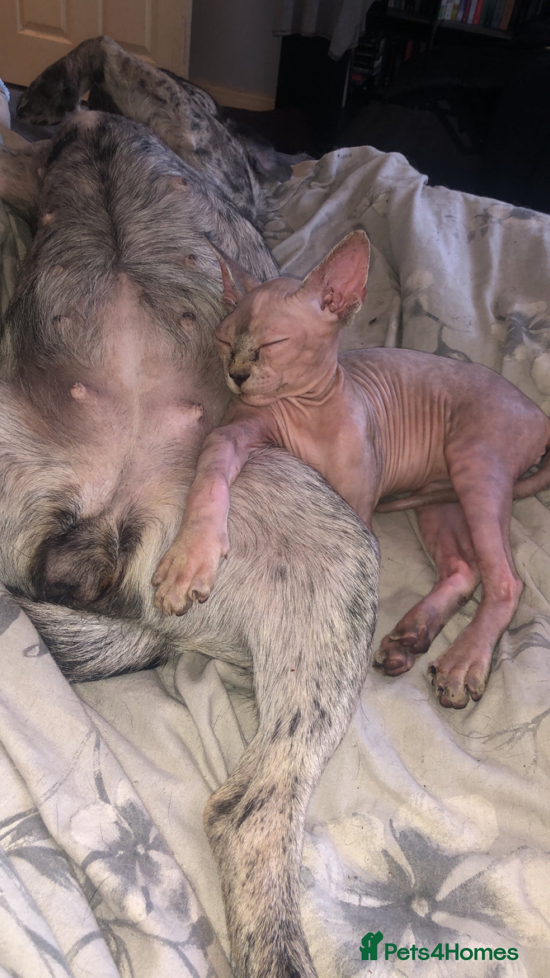 Sphynx cats for sale: 6 month old sphynx girl  - Image 1