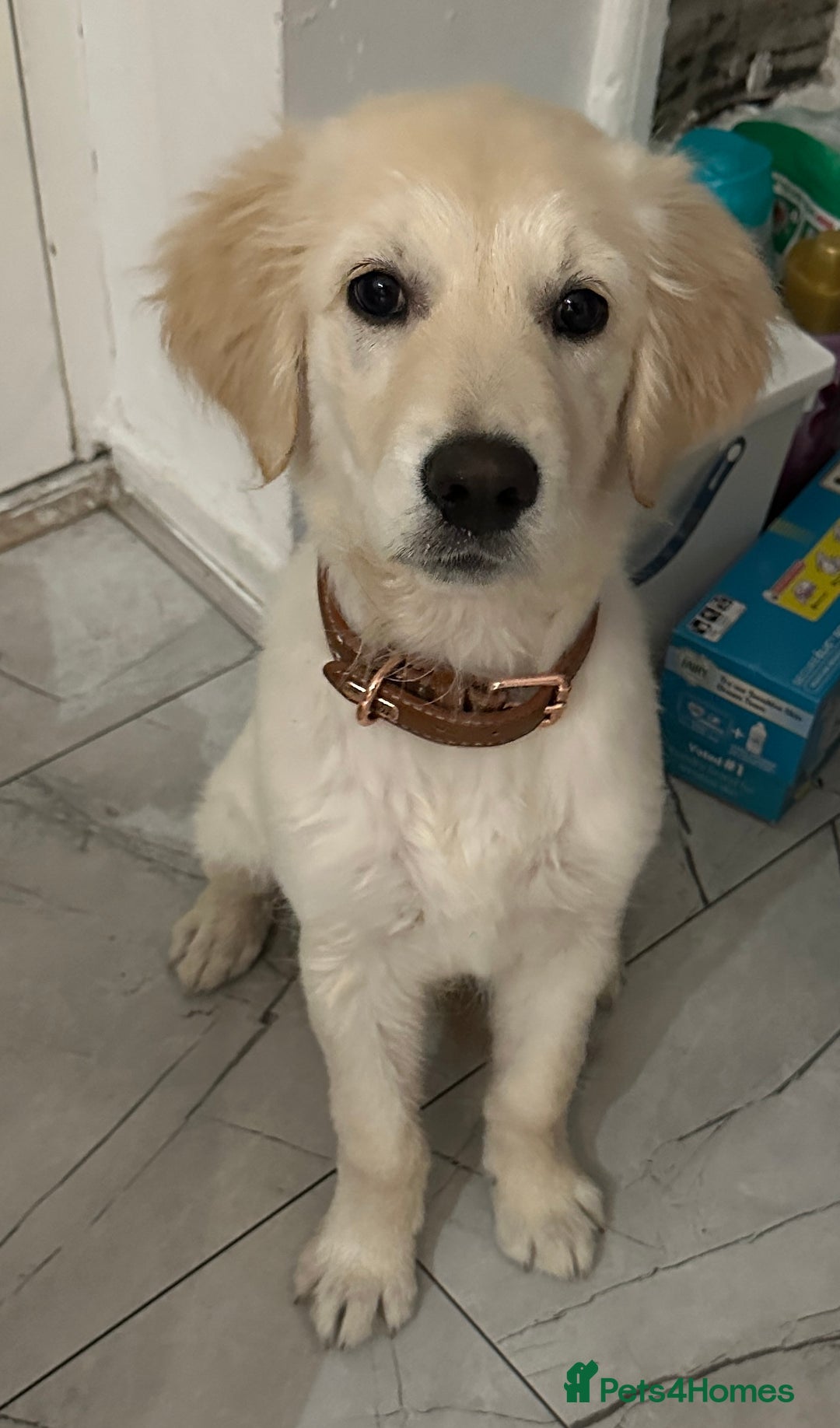 Golden Retriever dogs for sale: Golden retriever  - Advert 3