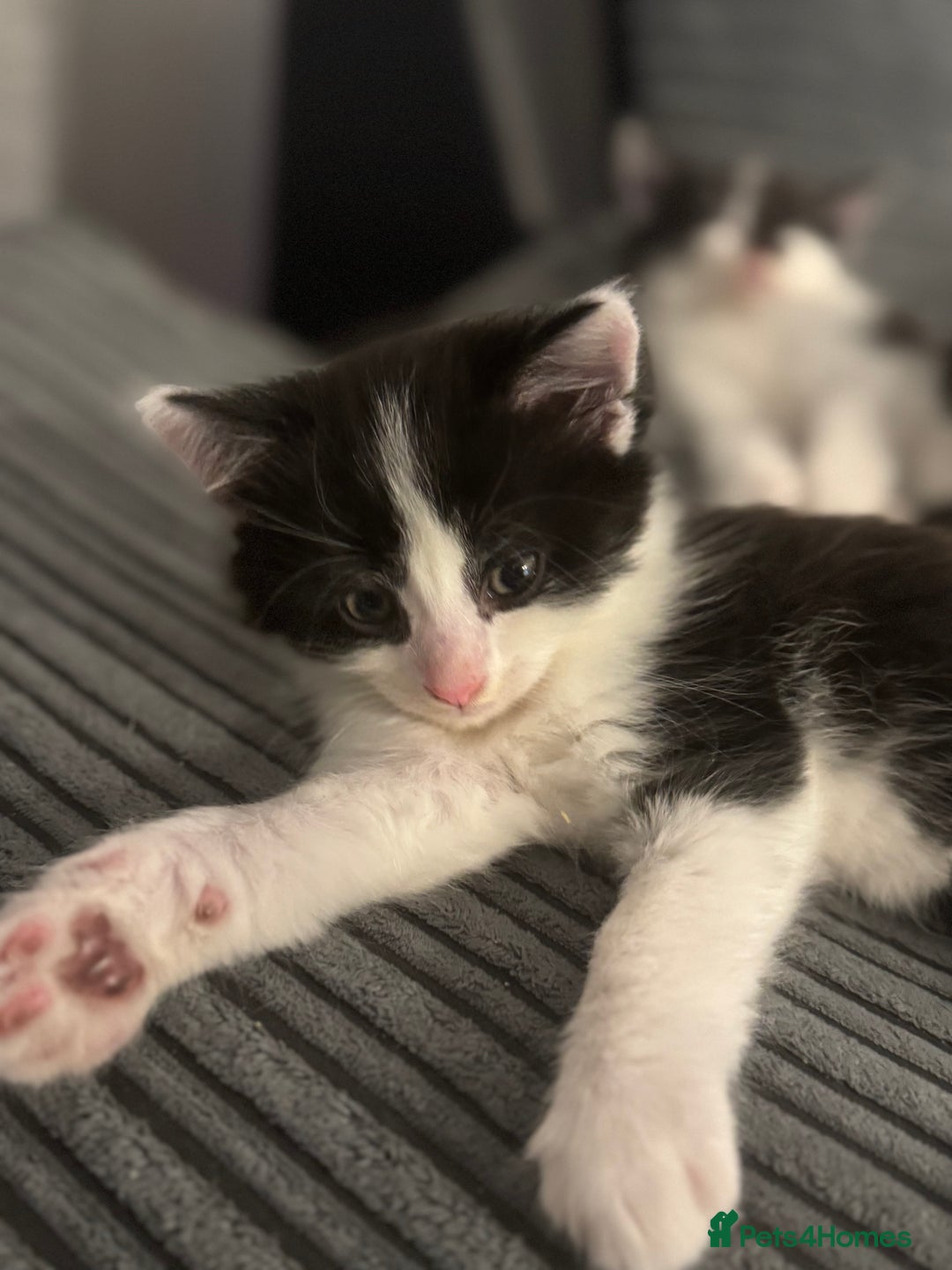 Mixed Breed cats for sale: Last little kitten left  - Image 4