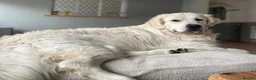 Golden Retriever dogs for sale: Superb Golden Retriever Kennel Club Registered  - Advert 14