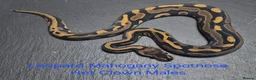 Python Snake reptiles for sale: Various Ball Python Hatchlings - Advert 5