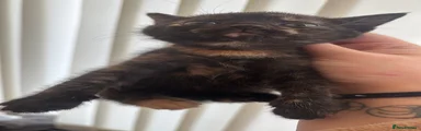 Tortoiseshell [F]