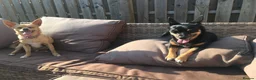 Chihuahua dogs for sale: 2x male Jack Russell and chihuahua crosses  - Advert 6