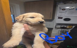 Labradoodle dogs for sale: 6x male 2x female labradoodle puppies - Image 5
