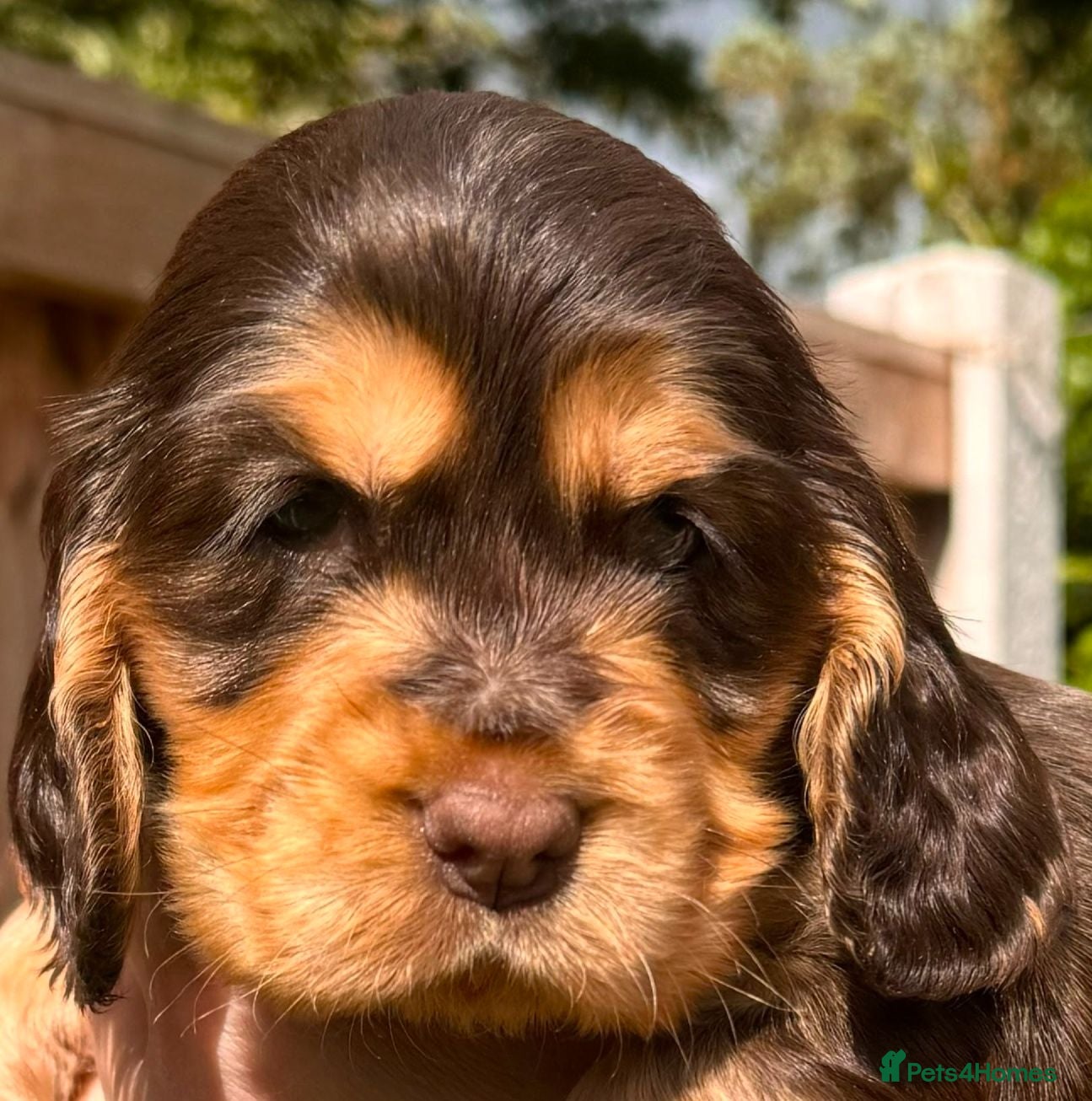 Cocker Spaniel dogs ✨️💜 ADORABLE KC HEALTH TESTED SHOW COCKERS - Advert 1
