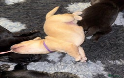 Labrador Retriever dogs for sale: Stunning litter of Labrador puppies - Image 15