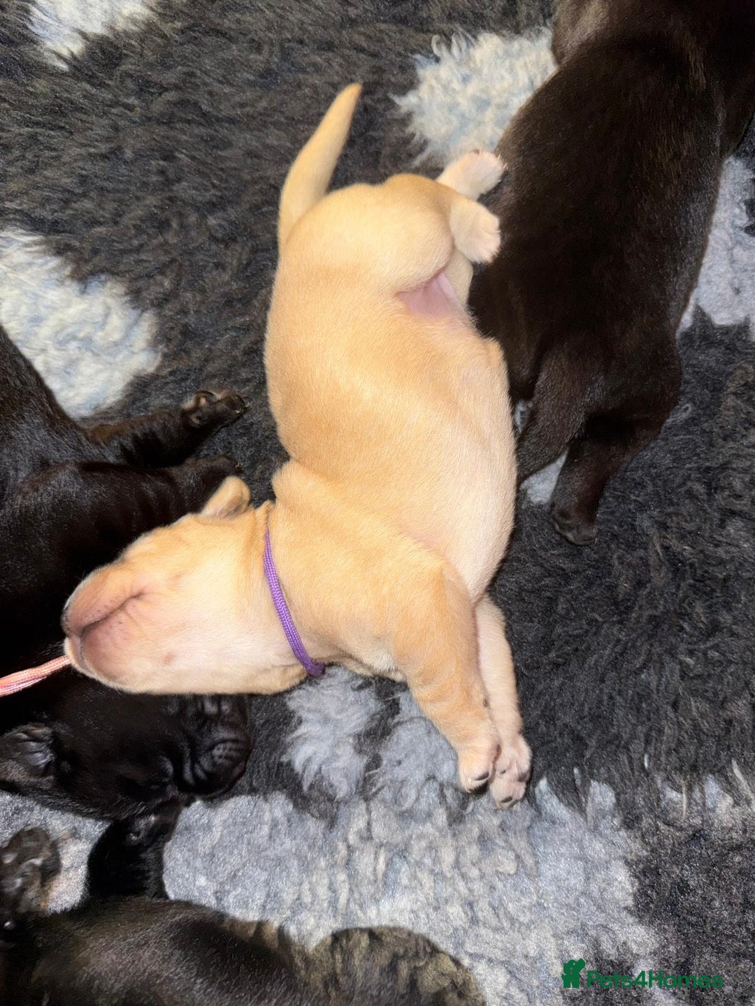 Labrador Retriever dogs for sale: Stunning litter of Labrador puppies - Image 15