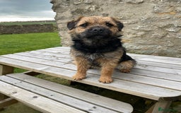 Border Terrier dogs for stud: Border terrier for Stud *SLEM clear* in Northallerton - Image 5