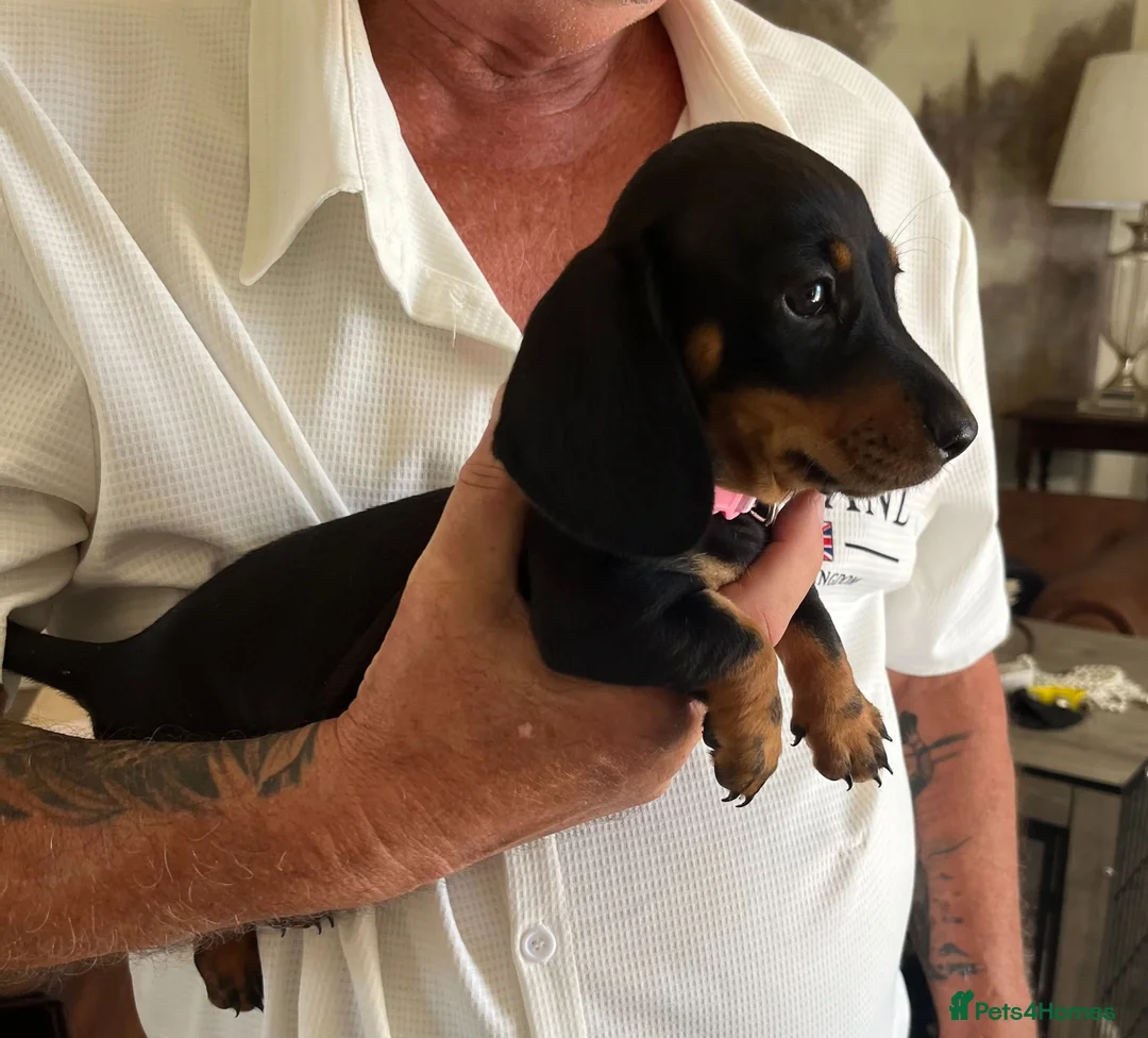 Miniature Dachshund dogs for sale: Ready now KC registered Dachshunds  - Advert 1