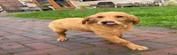 Golden Retriever dogs for sale:  Golden Retriever Puppies – 3 Beautiful Boys - Advert 3