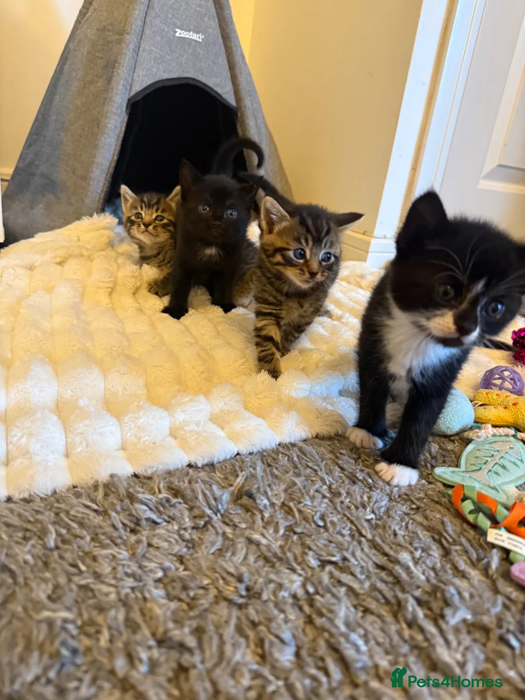 Mixed Breed cats for sale: 🐾 Adorable Kittens for Sale 🐾 - Advert 1