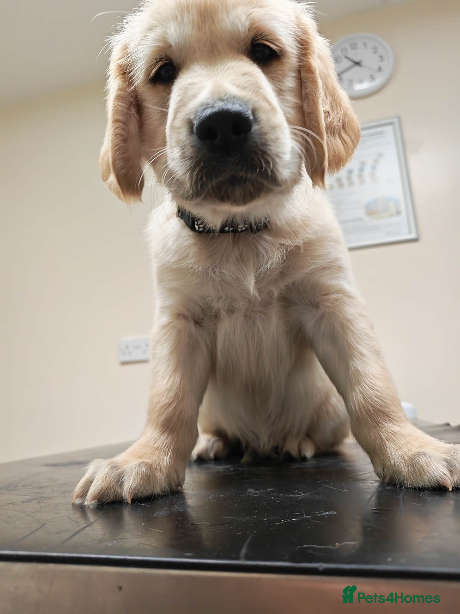 Golden Retriever dogs READY TO RESERVE  - Advert 2