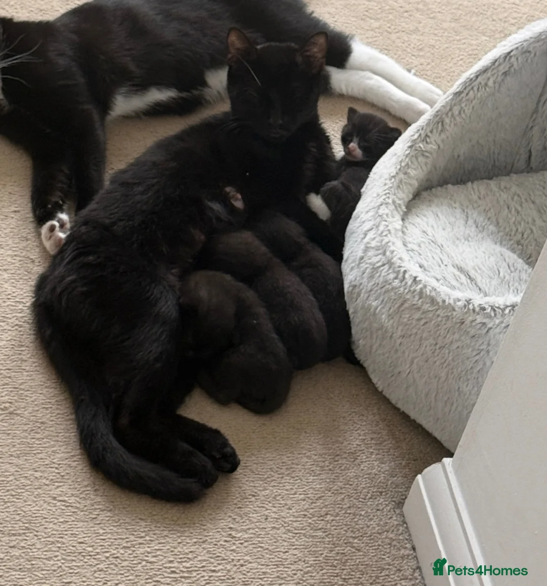 Mixed Breed cats for sale: Black and white female kitten  - Advert 2
