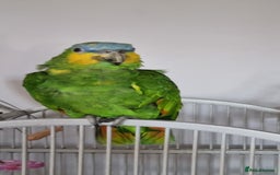 Parrots birds for sale: Amazon orange wing parrot  - Image 2