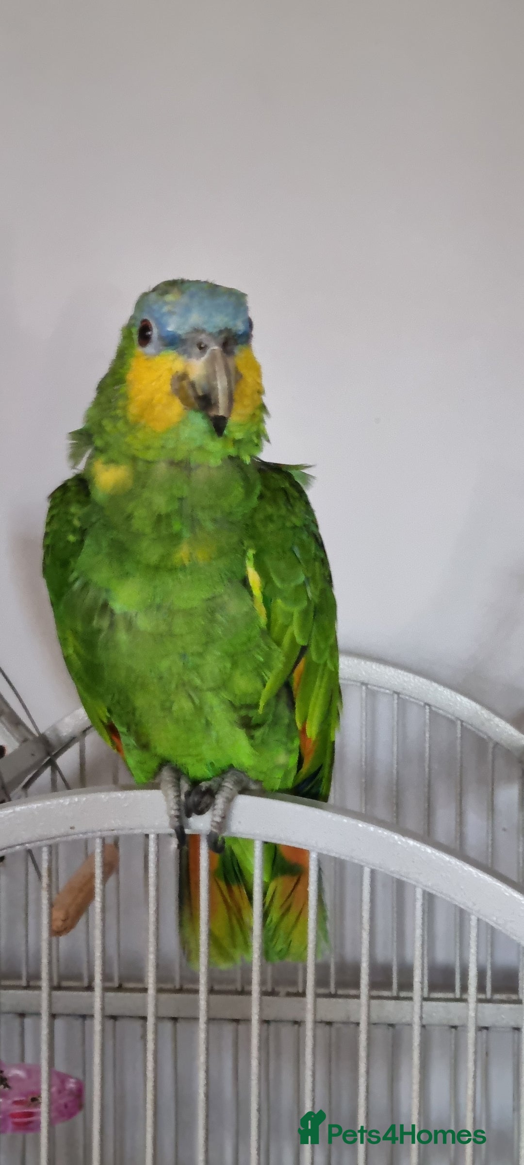Parrots birds for sale: Amazon orange wing parrot  - Image 2