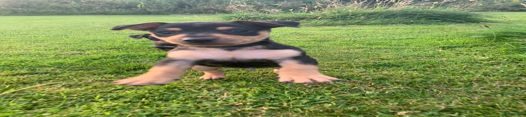 Mixed Breed Puppy 4