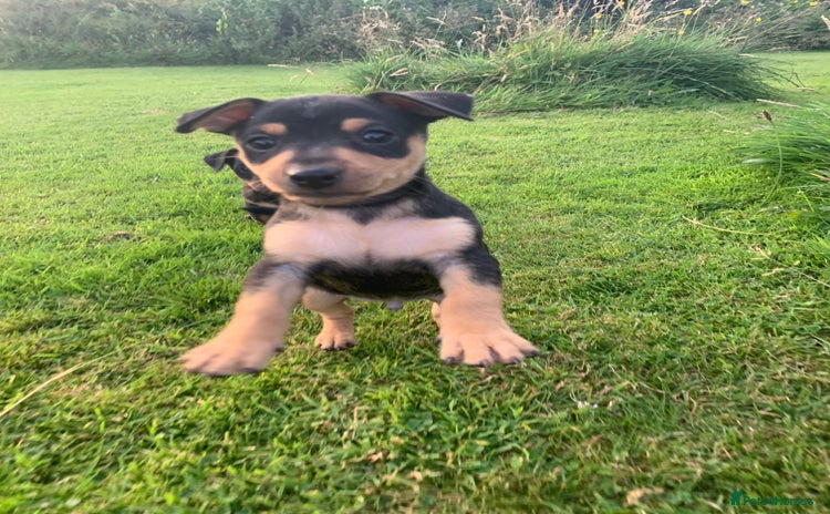 Mixed Breed dogs - Advert 1