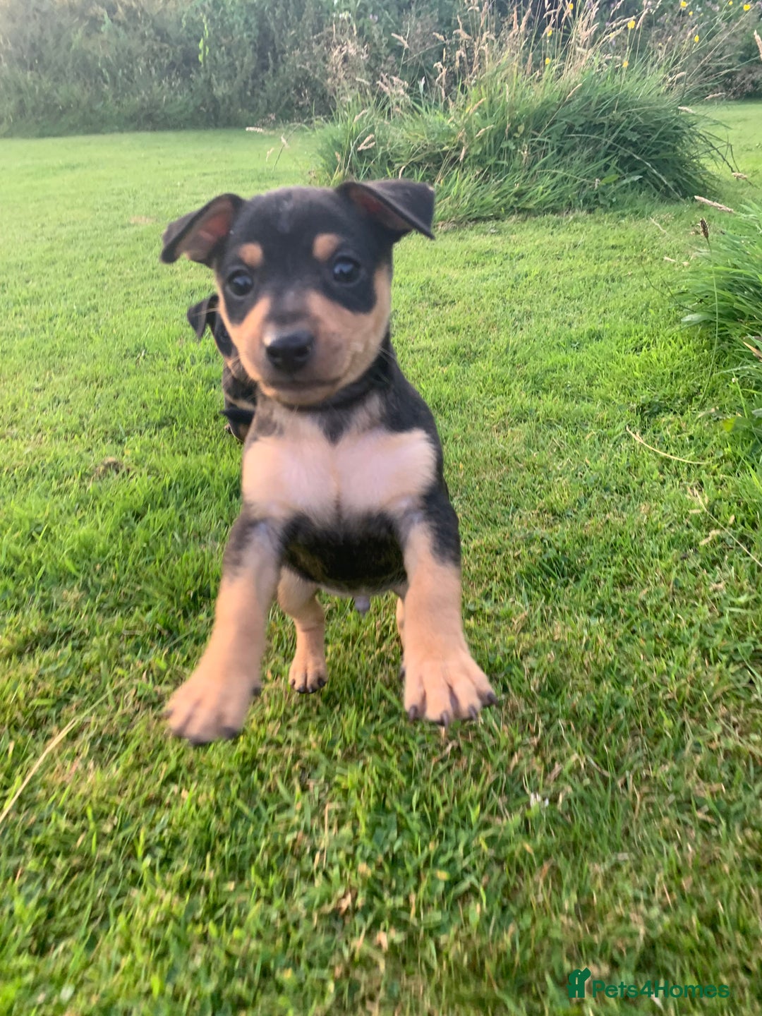 Mixed Breed dogs for sale: miniature pincher / mini jack  - Image 4
