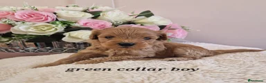 Cavapoochon 2