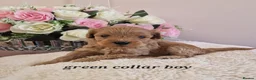 Cavapoochon dogs for sale: Beautiful cavapoochon puppies  - Advert 21