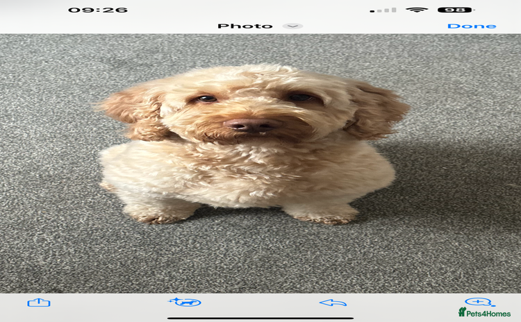 Labradoodle dogs - Advert 15