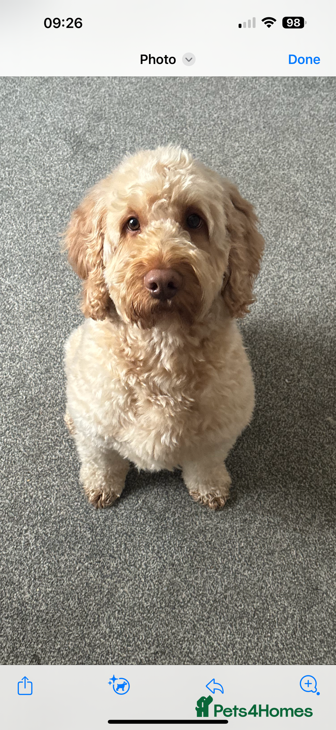 Labradoodle dogs for stud: Mr keith  - Image 1