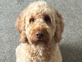 Labradoodle dogs - Advert 2