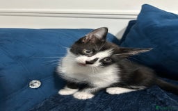 Mixed Breed cats for sale: 2 Adorable kittens  - Image 5