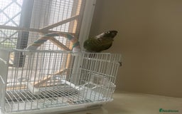 Conures birds for sale: Green cheek conure for sale  - Image 2