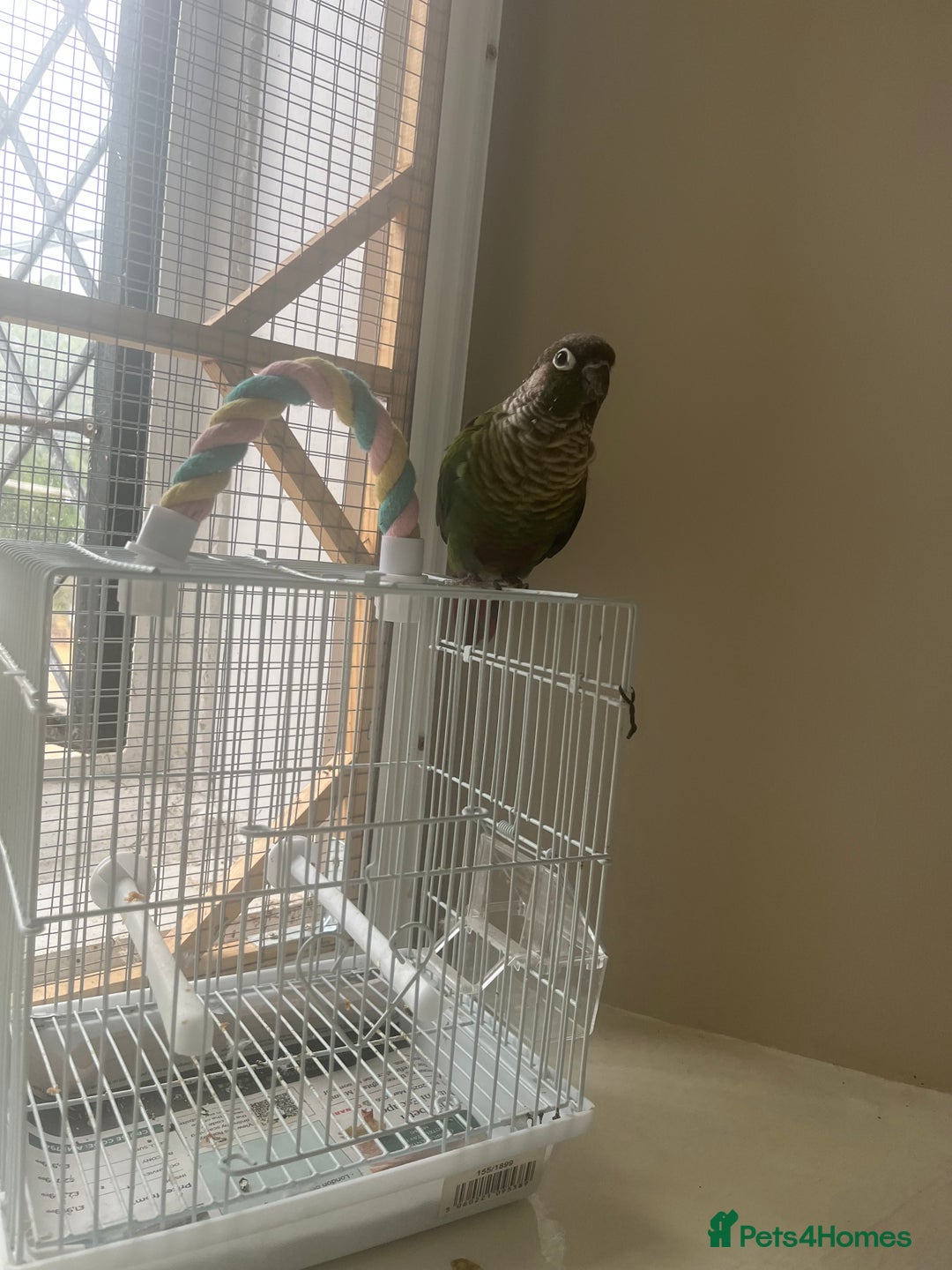 Conures birds for sale: Green cheek conure for sale  - Image 2