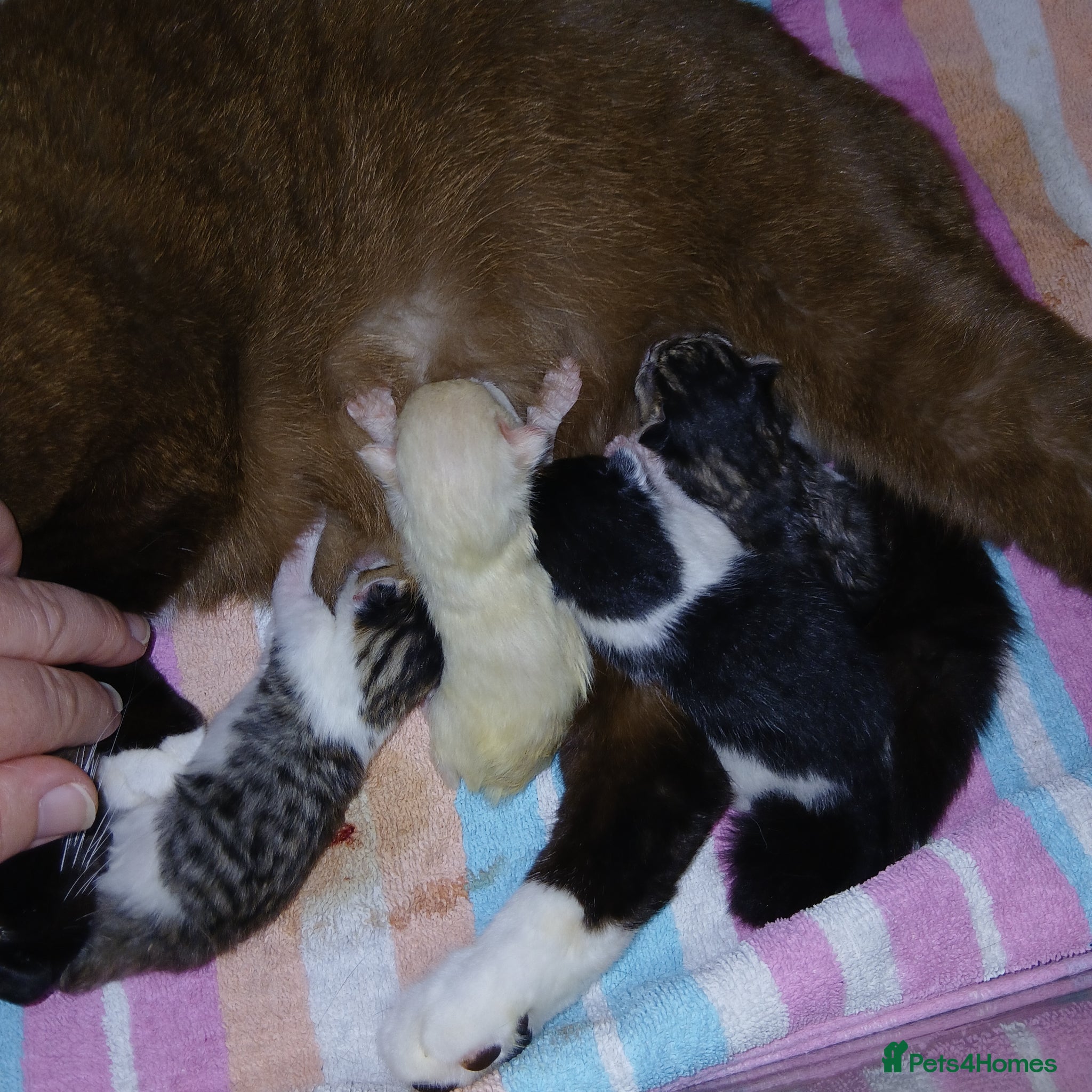 Mixed Breed cats for sale: Kittens ***READY NOW*** - Advert 2