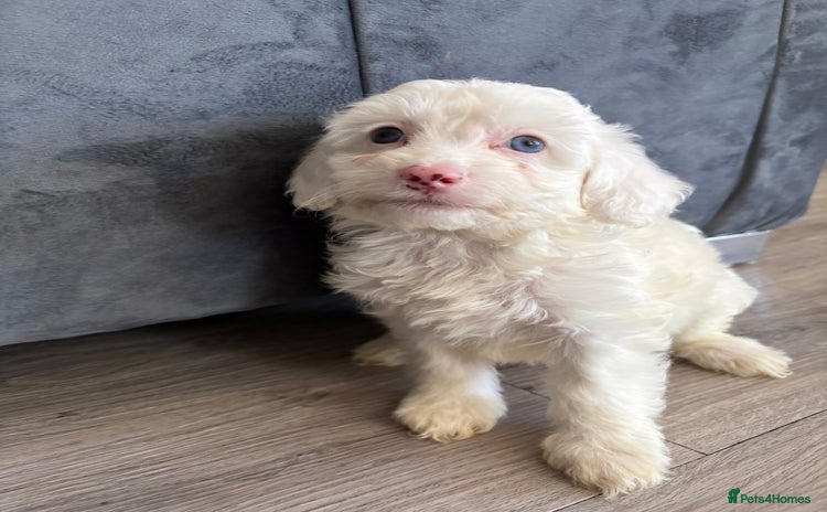 Cockapoo dogs - Advert 31