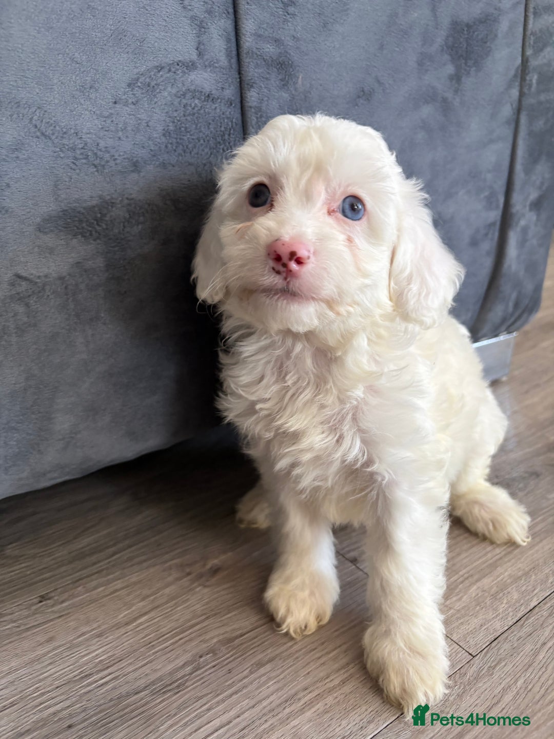 Cockapoo dogs for sale: Cockapoo puppies - Image 1