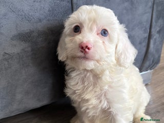 Cockapoo dogs - Advert 1