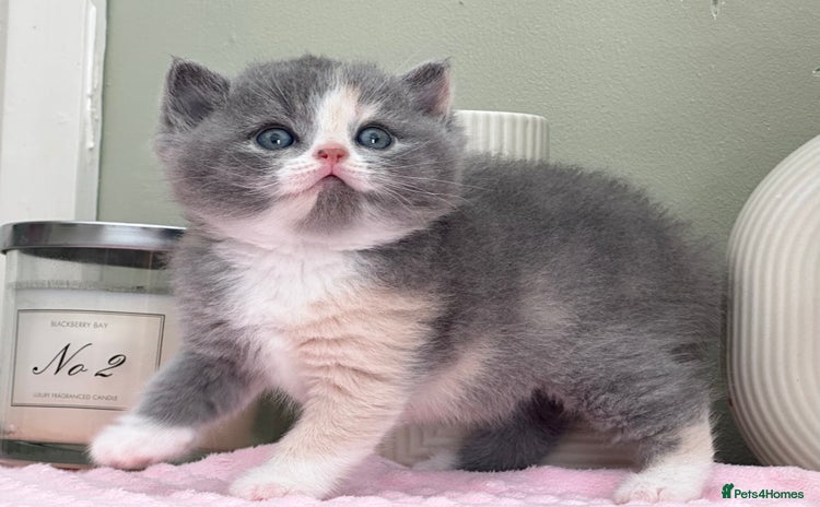 British Shorthair cats - Advert 3