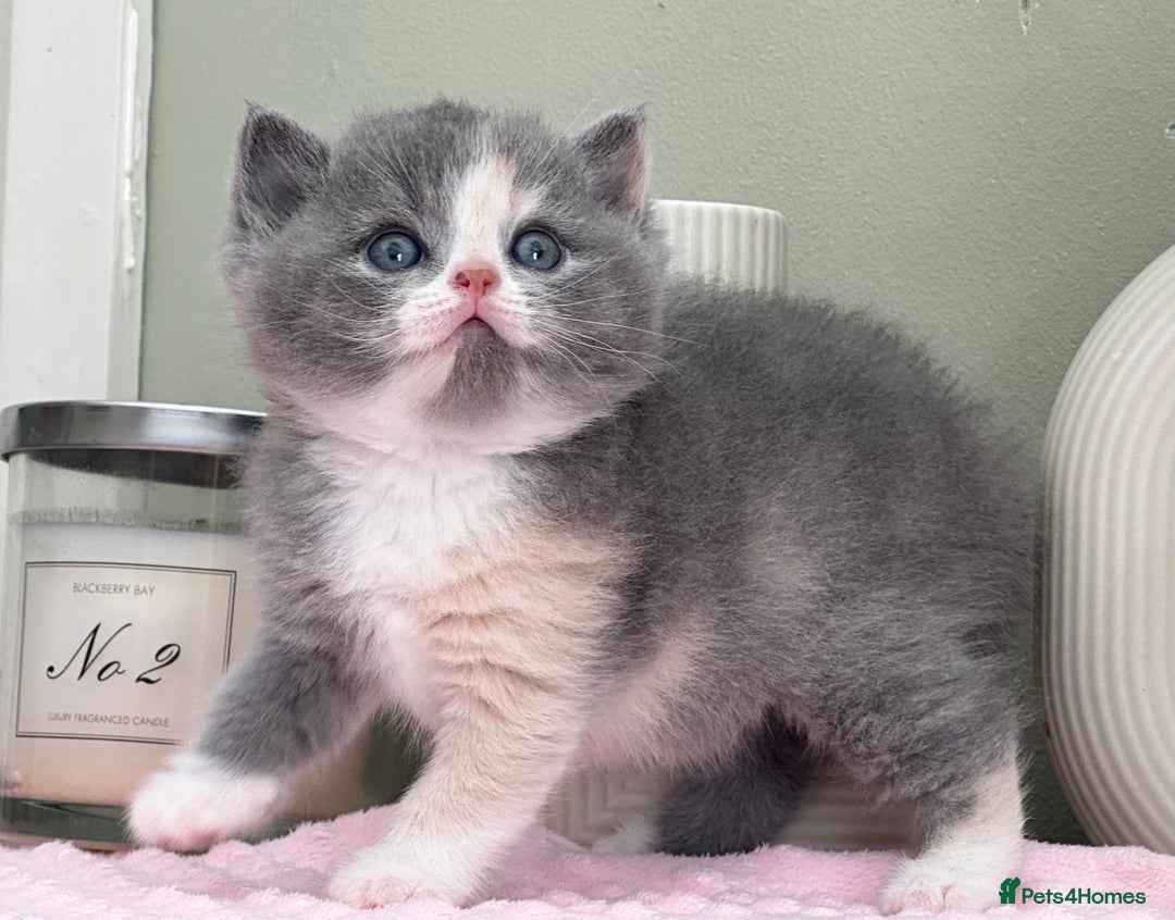 British Shorthair cats for sale:  Quality British kittens - Image 10