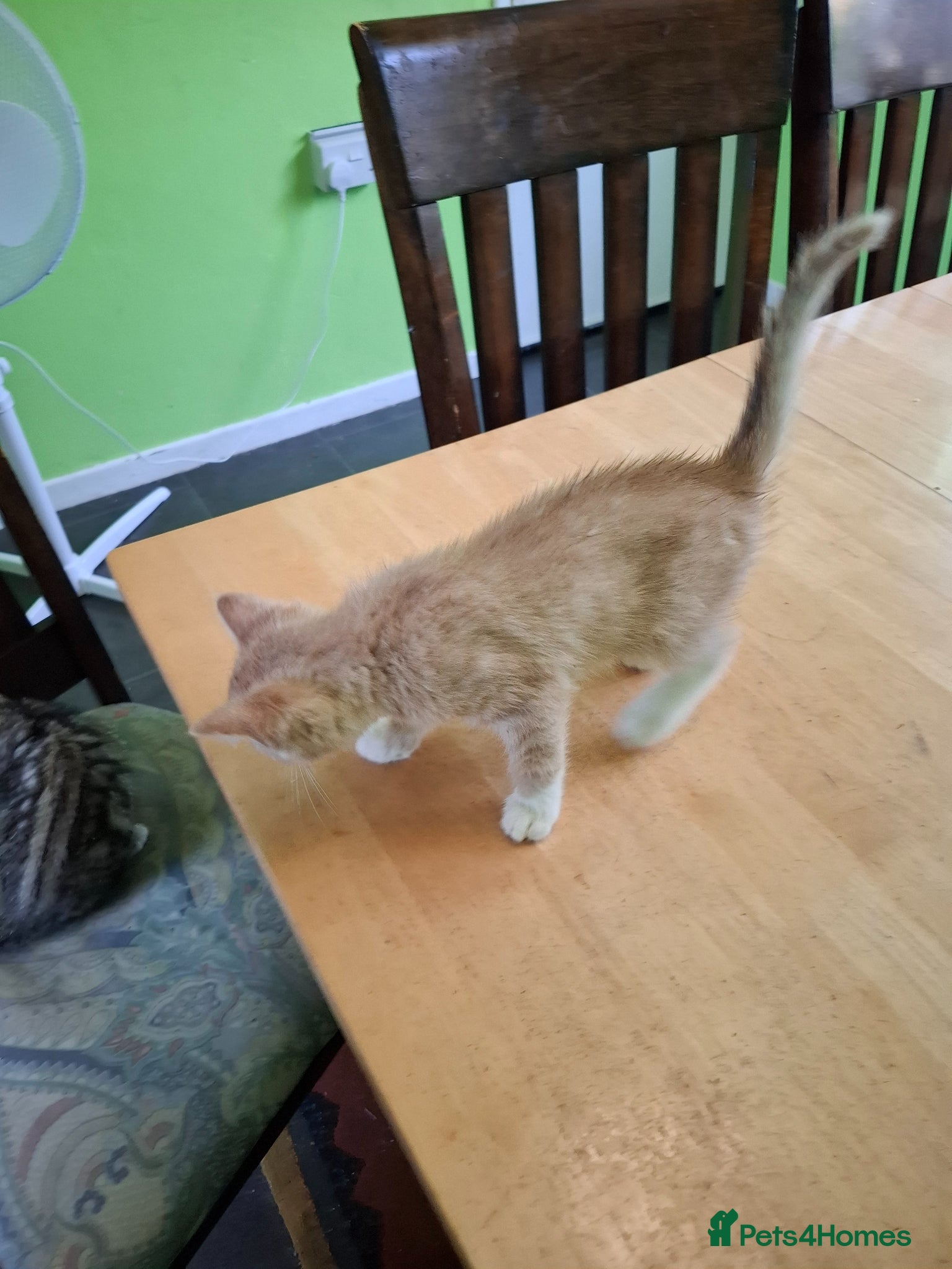 Mixed Breed cats for sale: Six 9 week old Kittens   - Advert 14
