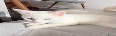 kitten