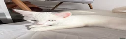 Mixed Breed cats for sale: loving white kitten - Advert 3