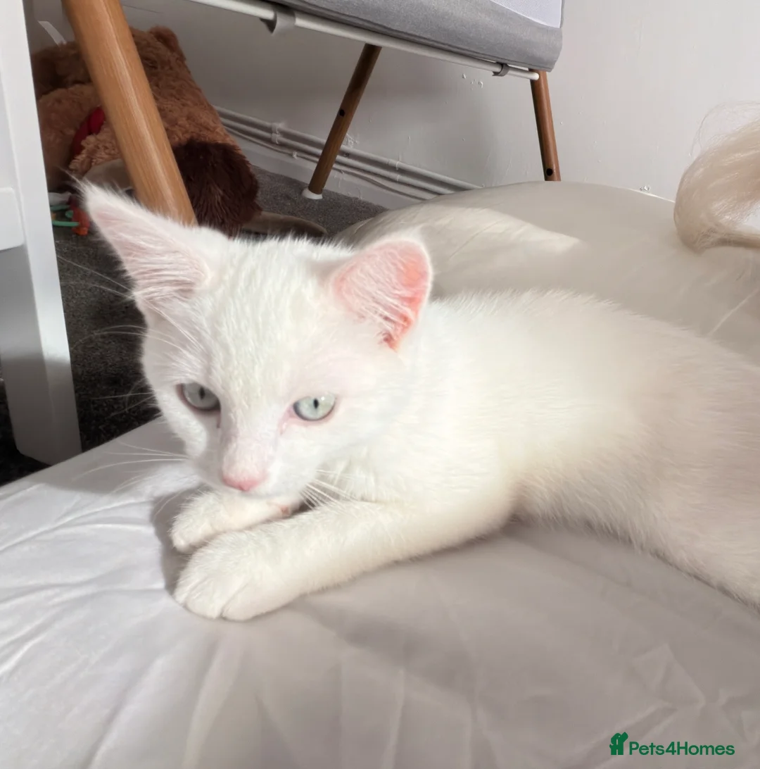 Mixed Breed cats for sale: loving white kitten - Advert 3