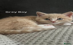 Mixed Breed cats for sale: 3 Cream Mixed Shorthairs - Image 6