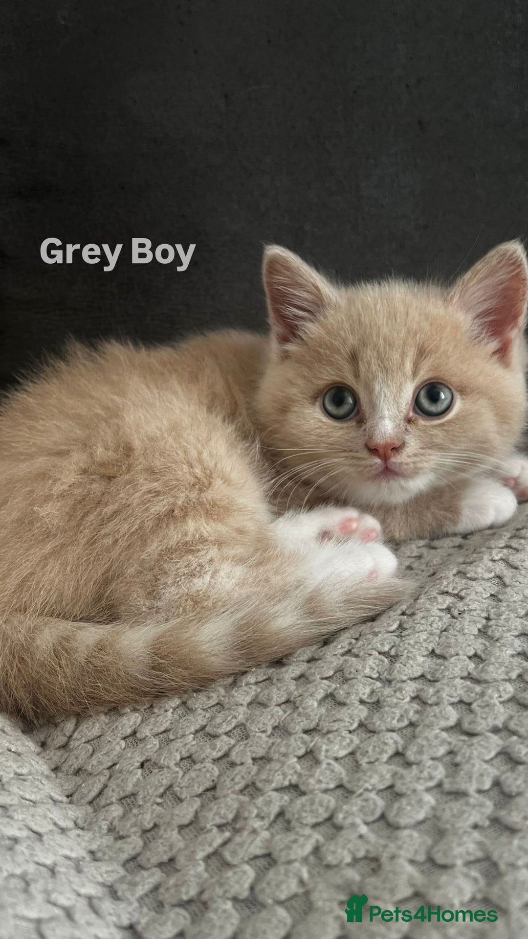 Mixed Breed cats for sale: 3 Cream Mixed Shorthairs - Image 6