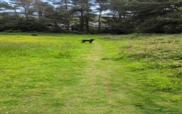 Mixed Breed dogs for sale: Needs a loving home  - Image 15