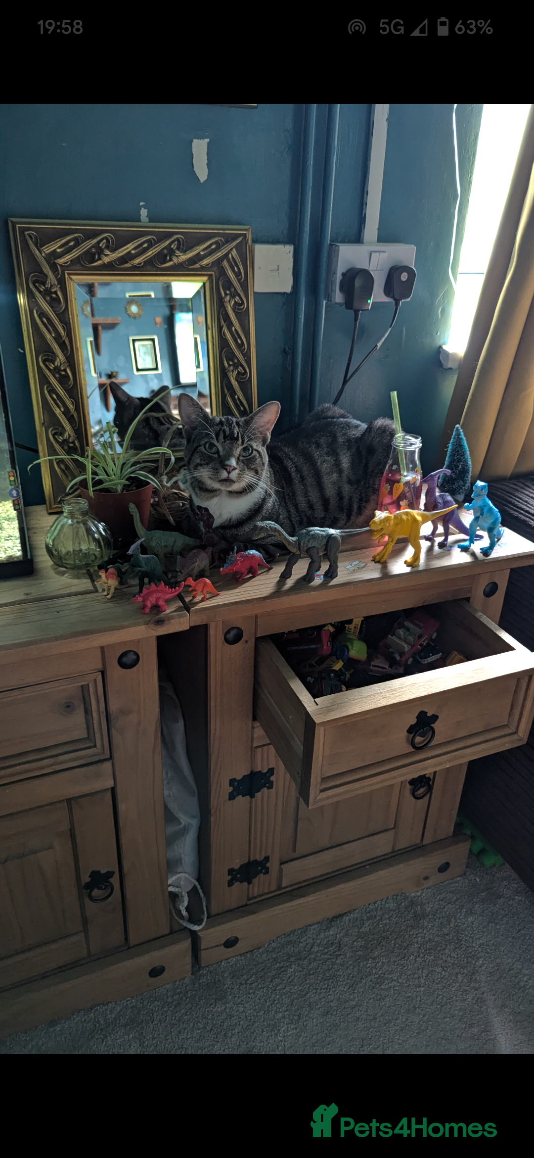 Mixed Breed cats for sale: Mixed Breed Male Tabby  - Image 2