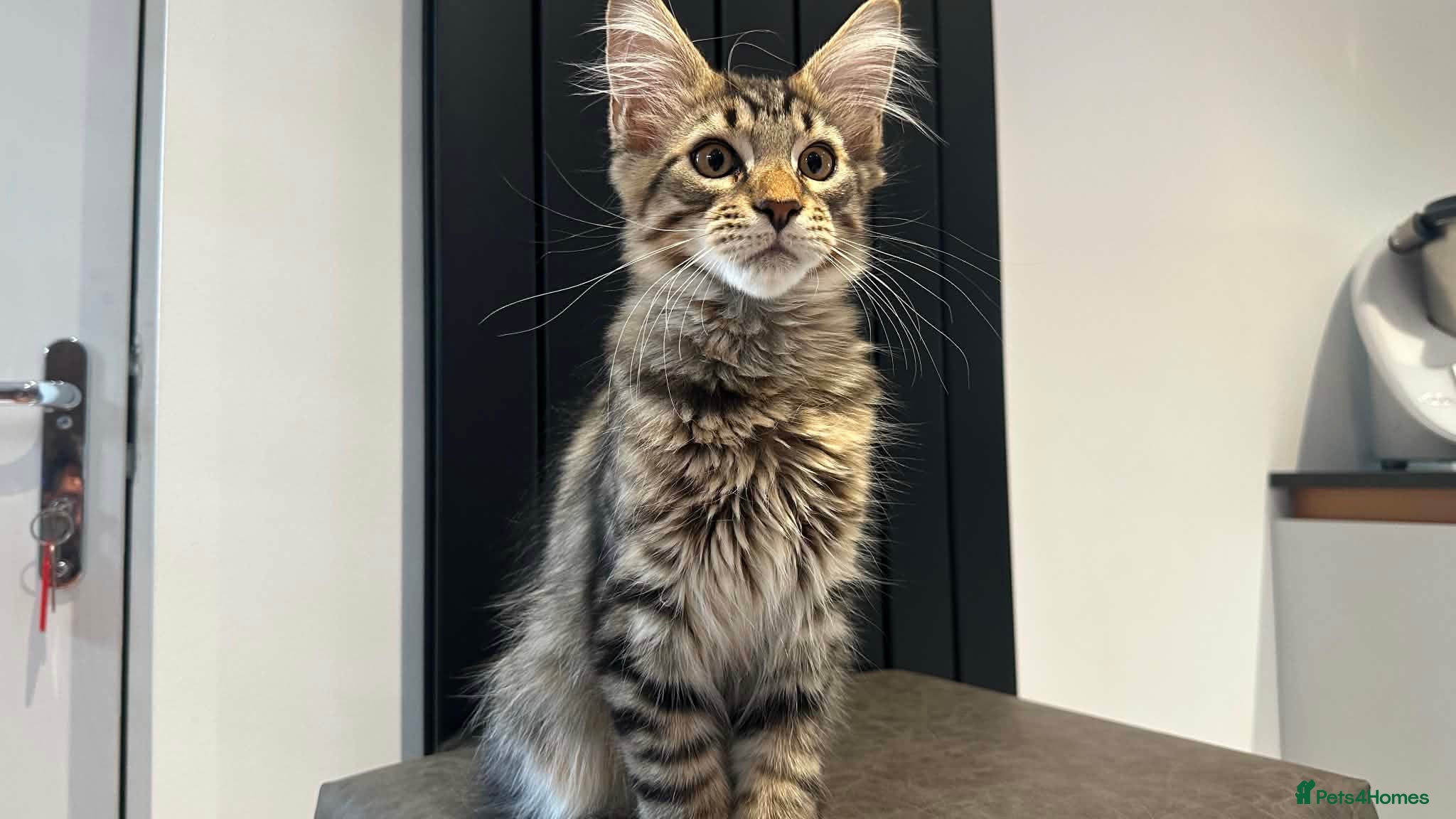 Maine Coon cats Beautiful Maine Coon Kittens for Sale - Advert 1