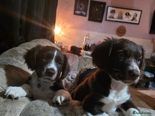 Mixed Breed dogs Beautifull sprollie pups - Advert 17