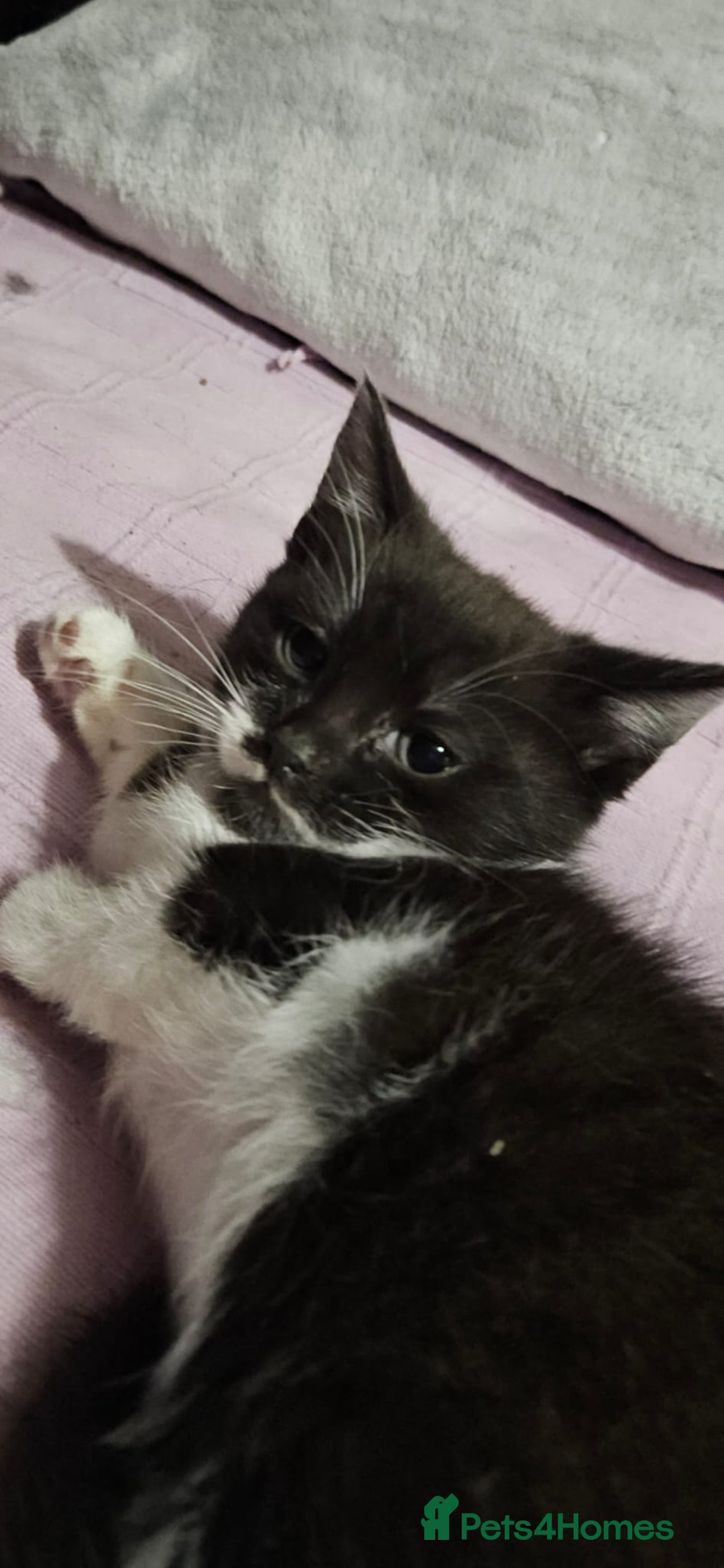 Mixed Breed cats for sale: Beautiful 8 week female £100 - Advert 4